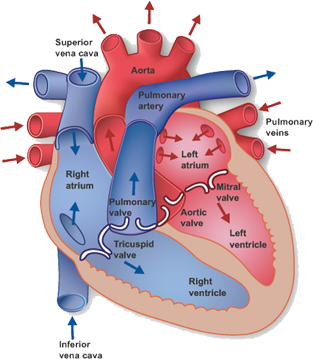 K Heart Vascular Center
